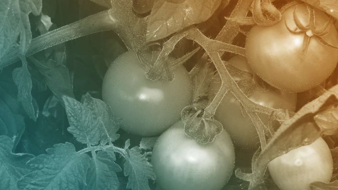 Tomates à différente maturité