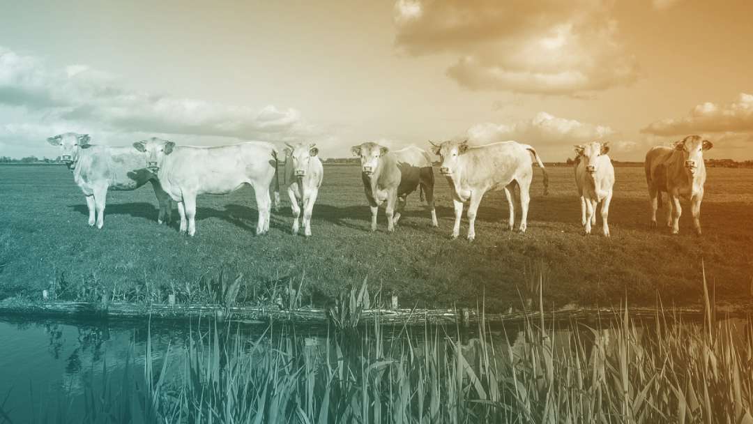 troupeaux de vaches dans un pré