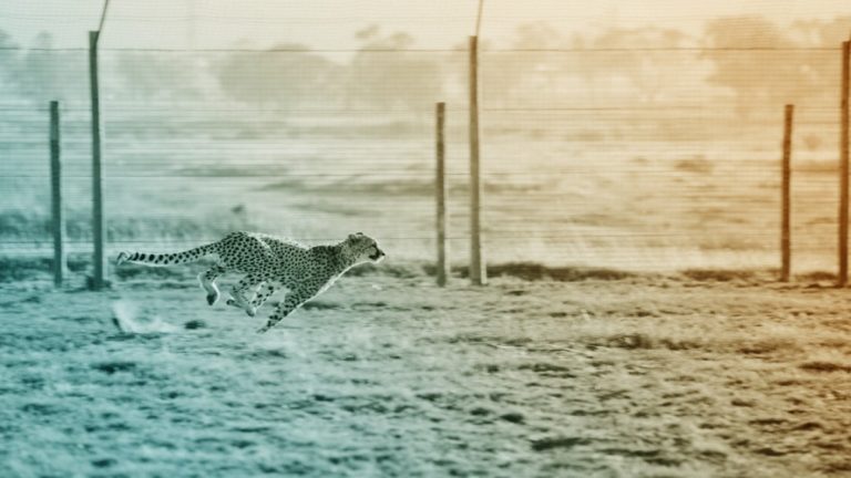 Guépard en train de courir