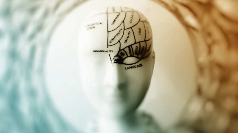 Tête mannequin avec localisation écrites des fonctions du cerveau gauche