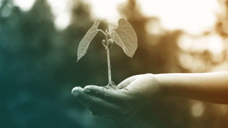 main qui tient une petite plante avec de la terre