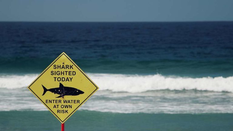 Plage et alerte aux "requins"