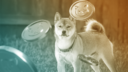 Shiba Inu SHIB